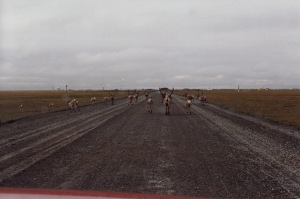 road cariboo