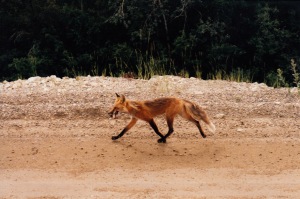 fox trot