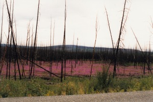 fireweed after fire